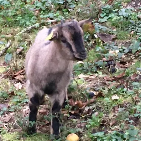 Chez Mamylette Frühstückspension