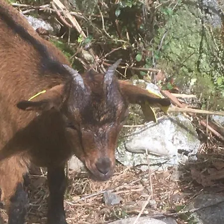 Chez Mamylette Frühstückspension Saint-Pé-de-Bigorre