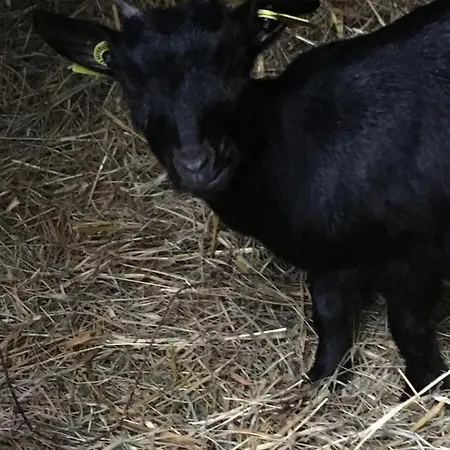 Chez Mamylette Saint-Pé-de-Bigorre