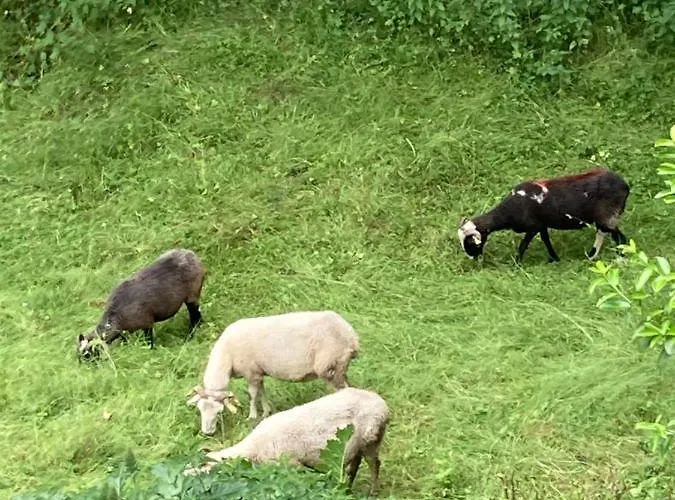 Chez Mamylette Saint-Pé-de-Bigorre