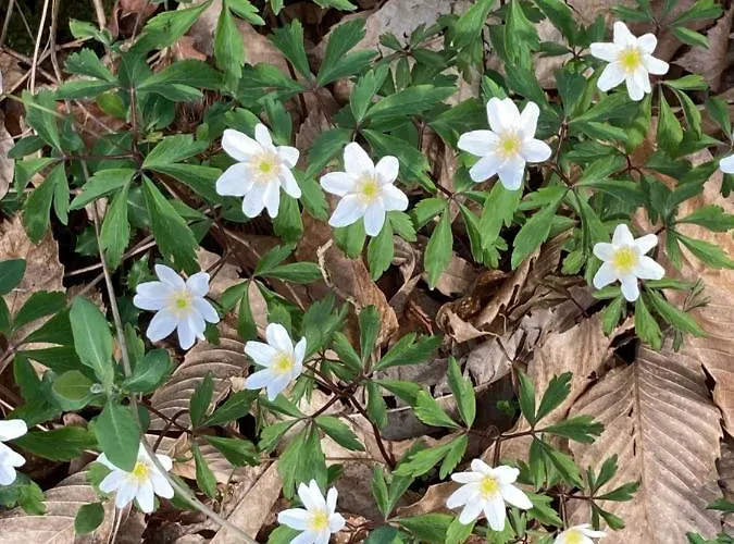 B&B Chez Mamylette 3*