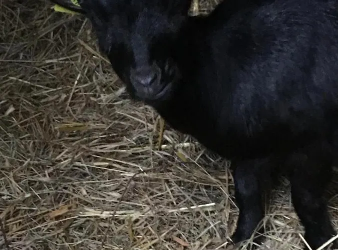 Chez Mamylette Saint-Pé-de-Bigorre