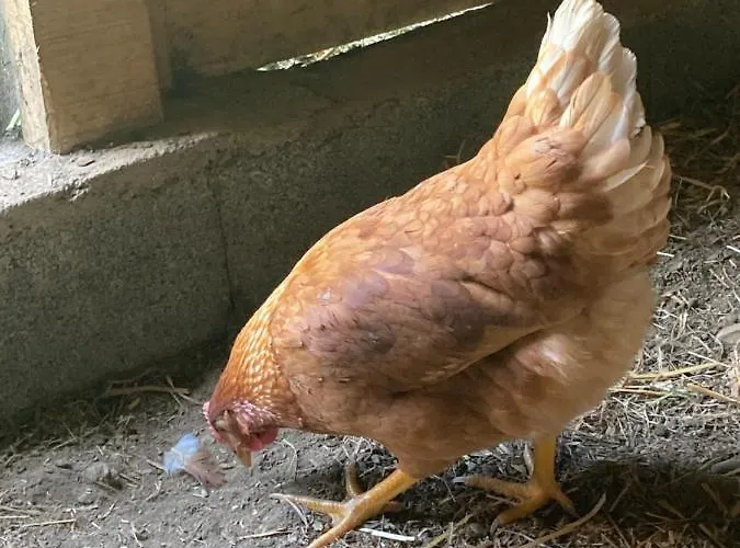 Chez Mamylette B&B Saint-Pé-de-Bigorre