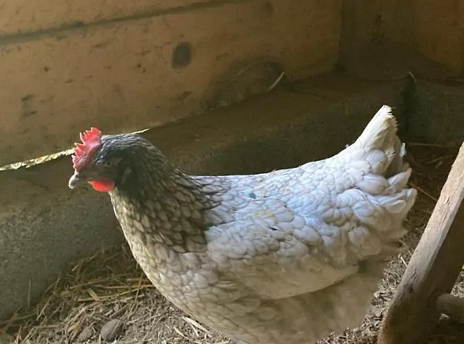 Chez Mamylette B&B 3*